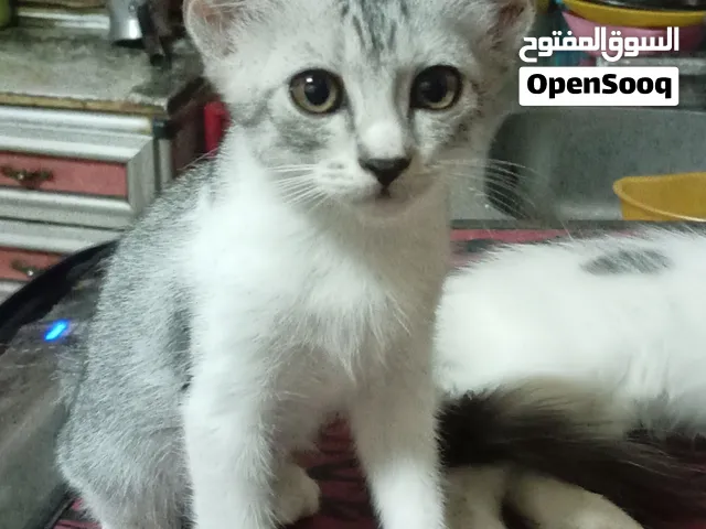 قطتين رومي للبيع بسعر رمزي سنهم 5شهور