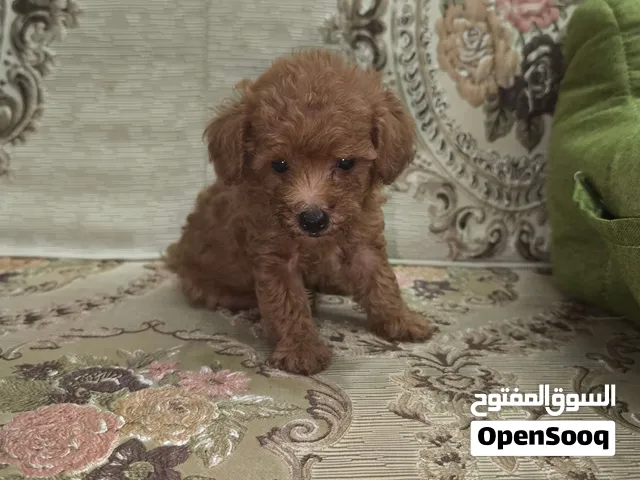 toy poodle