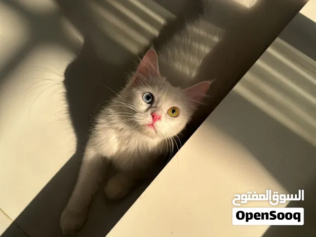 انجروا تركي ملكي