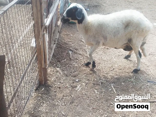 نعجه قبرصه