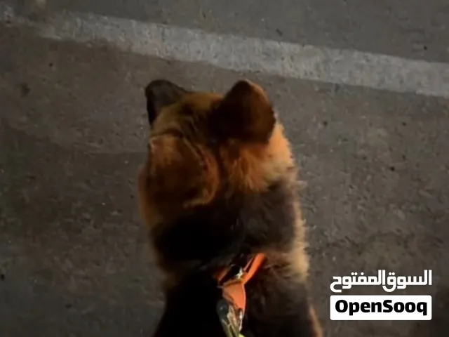 للبيع جيرمان مستوى جبار بيعه سريعه