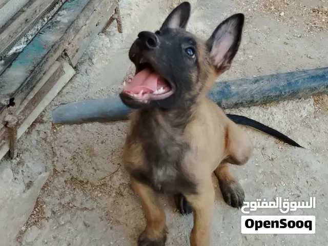 كلاب انواع مختلفه