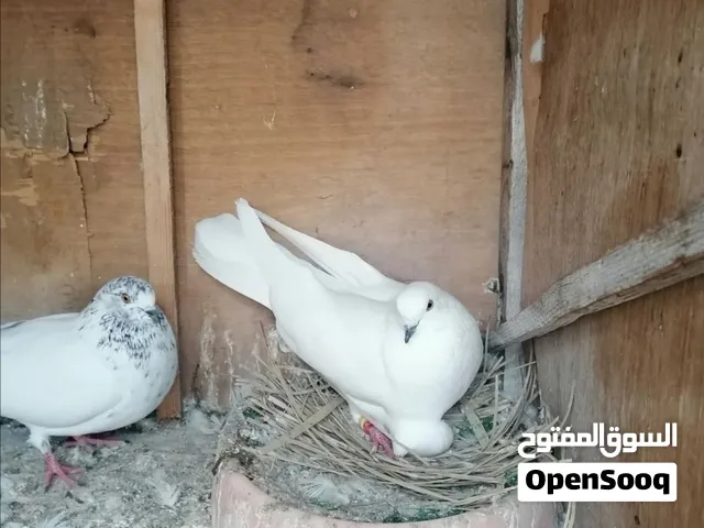 زوج تور للمراوس