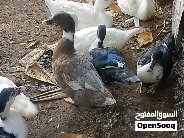 بط مصري البيع