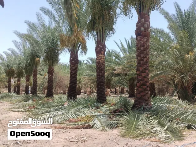 نخل اللبيع جميع انواعة
