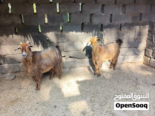 شوهات محلية للبيع