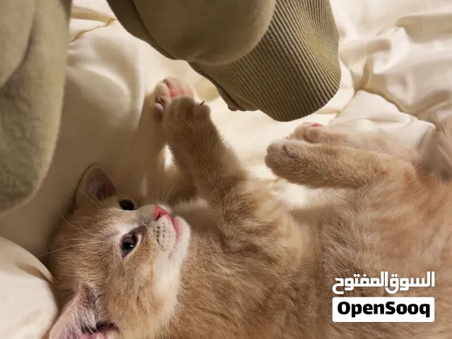 Beige male 3 month old kitten