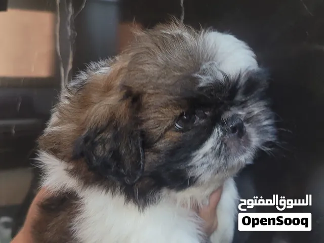جراوى شيتزو