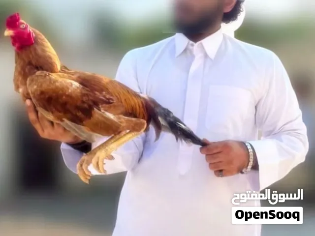 Red aseel breeder