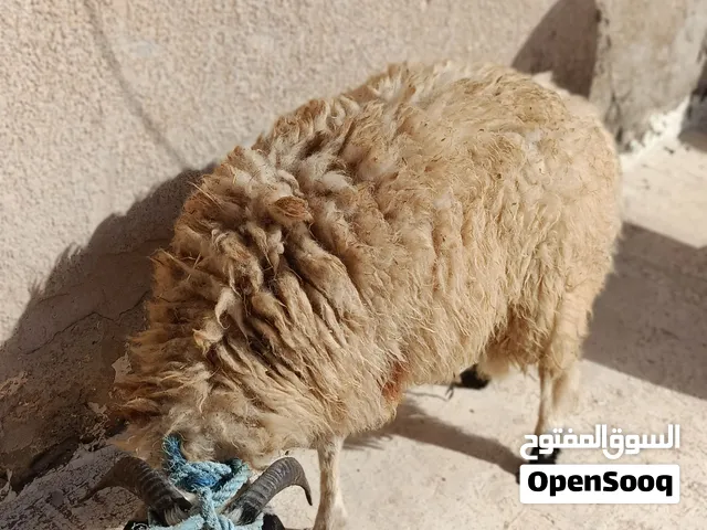 سلام عليكم خواتي موجود خروف وطني للبيع مكان طرابلس خروف ربي يبارك رقم الهاتف