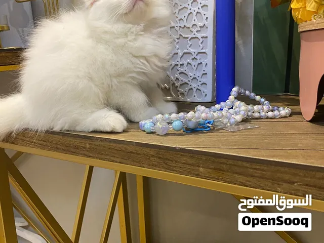 كيتن سكوتش فولد للبيع