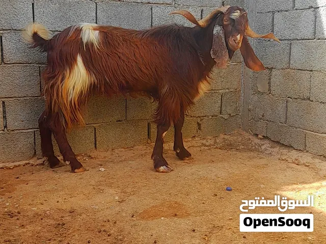 بسم الله ماشاء الله