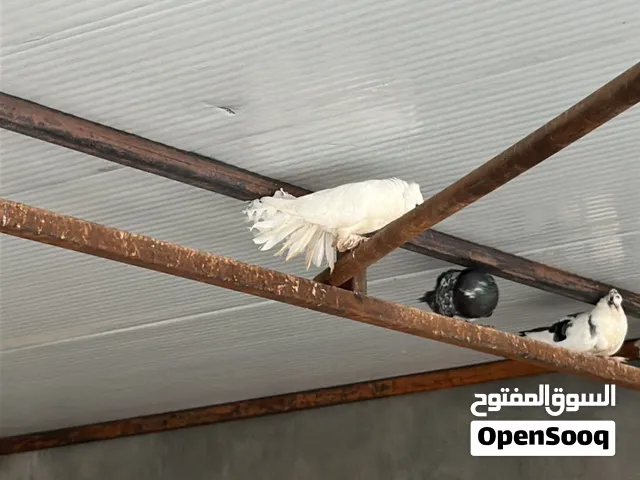 حمامات للبيع انواع مشكله عرايس وتور