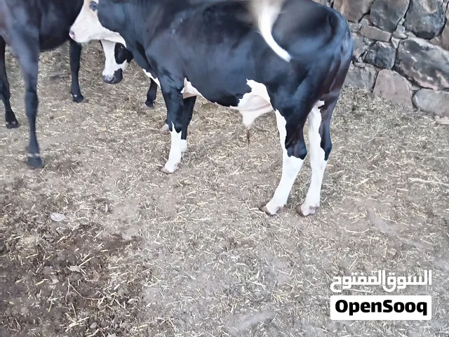 عجل ظفاري للبيع مقاسم الربع ب 100 و النص ب 200