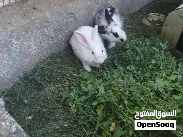 للبيع زوج أرانب فرنسي