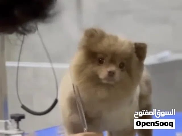 ذكر بوميرين للبيع
