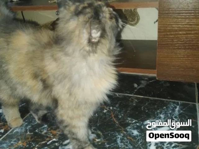 قطة شانشيلا مكس همالايا