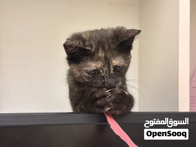 قطو، عمرها 4 شهور السعر 500