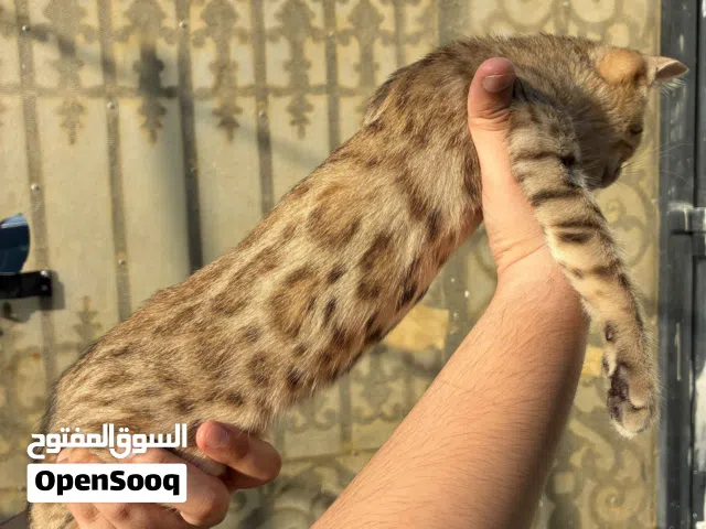3 months old Bengal kitten