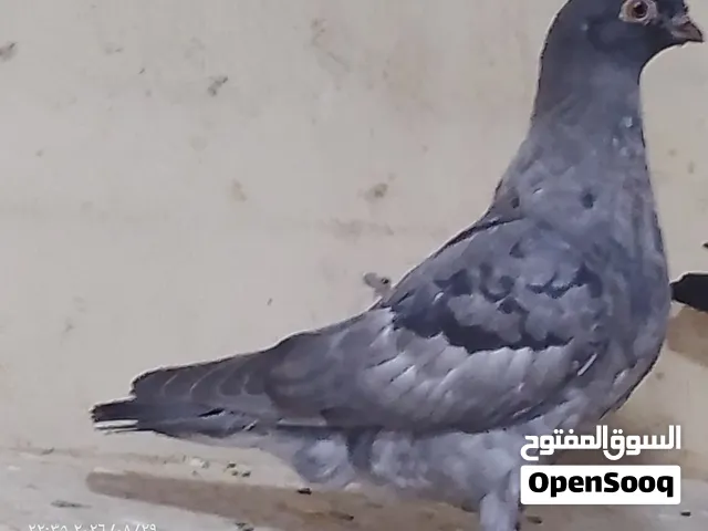 فراخ بواقي ومخاليف للبيع