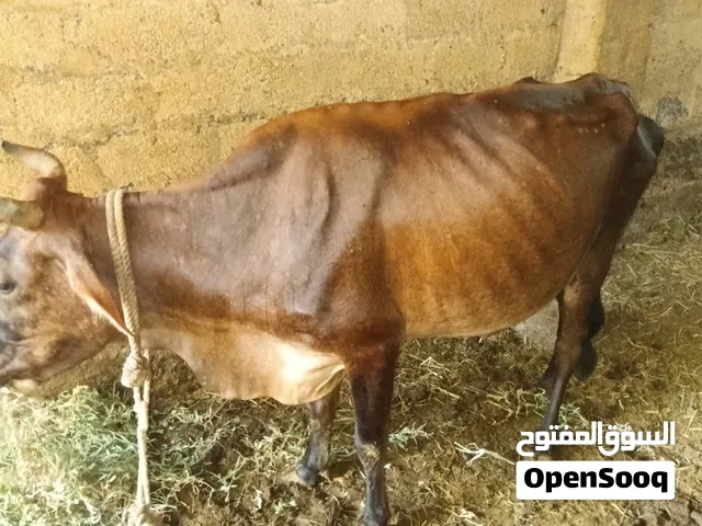 بقرة عمانية للبيع