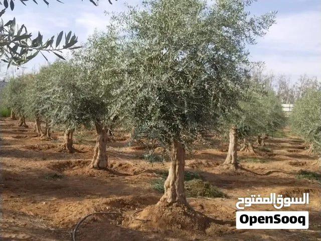 اشجار زيتون مفرع ومعمر مقصوص زينه جميع الاحجام