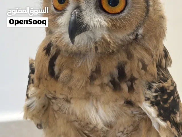 بومه نسريه