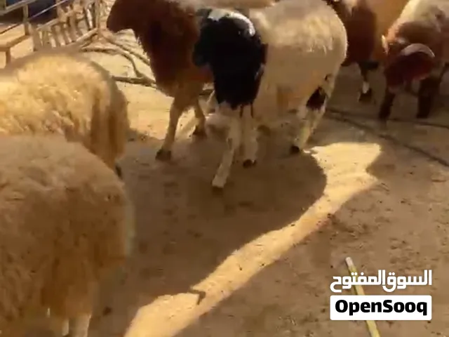 طلي نعيمي فاخر شي يجمل لجميع المناسبات