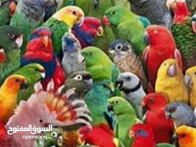 نشتري جميع انواع الببغاء الكاسكو ومكاو وكوكات والامزون  لا تغلب