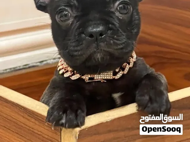 Bulldog havanais