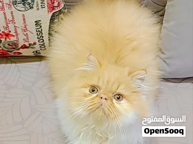 ذكر بيرشين ريد وايت اربع شهور