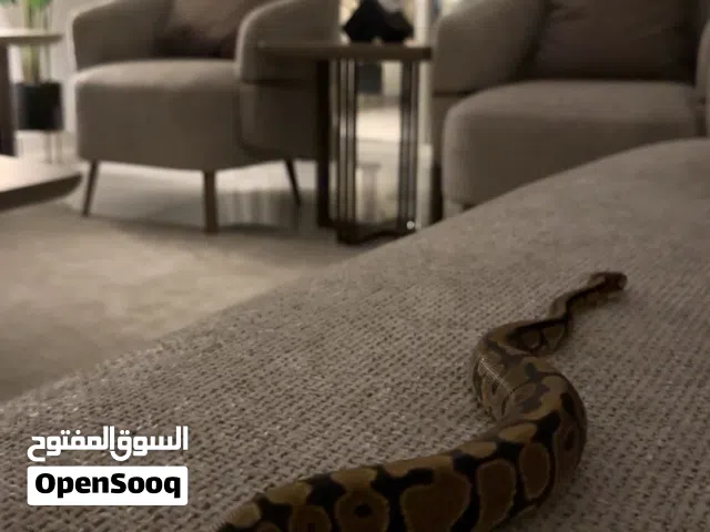 عندي ثعبان ball python