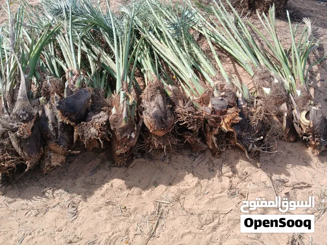 فسائل نخل نوع حره و خذرايه