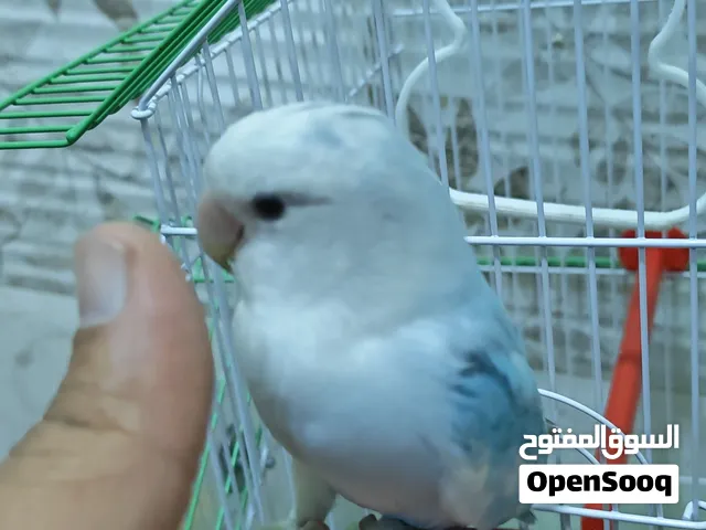 للبيع طير لاف بيرد اليف جدا جدا ولا يوجد به عض نهائيا
