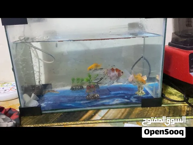 سمك +حوض كامل
