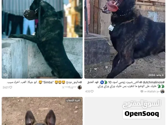 محتاج كلب جرمن رويال بلاك في حدود 2500 كلمني ضروري لو متاح