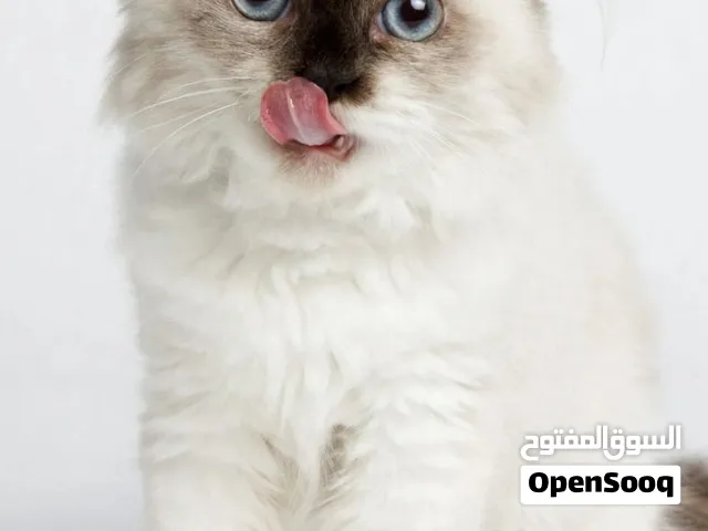 قطوه هيملايا