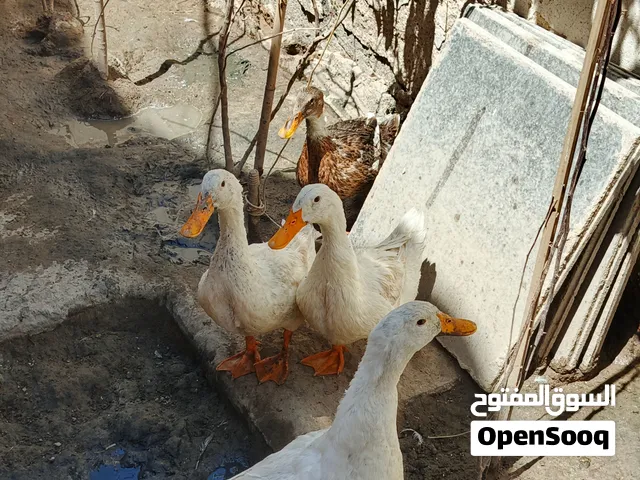 بط للبيع عمر 6 أشهر سعر 60ألف
