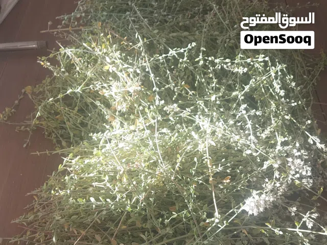 قرنية -زعيتمان - اعشاب
