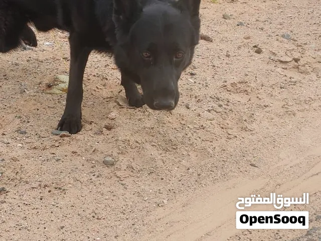 German shepherd for sale