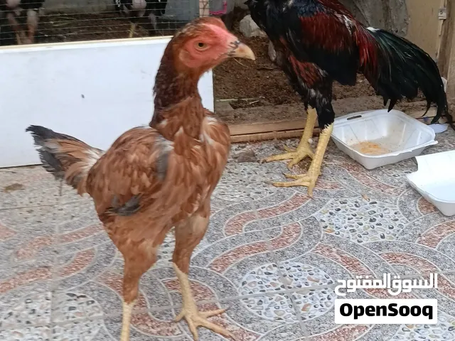دجاج للبيع هنه وبناتهن شلع