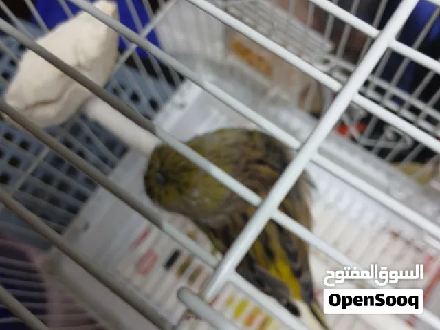ذكر جولستر مغردمنتج من قبل الحجم سوبر جابو