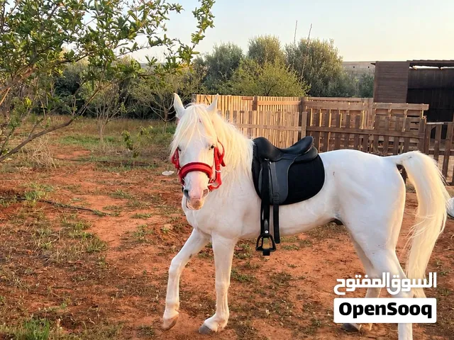 حصان عربي اصيل