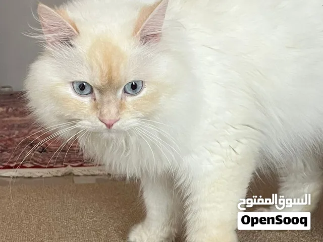 قط شيرازي للبيع الوصف مهم اقرأ