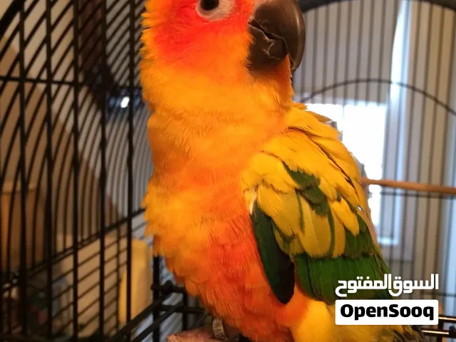 صن كنيور العمر سنه و شي ذكر السعر 750