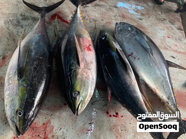 فرصه ابحث عن شريك في مشروع بيع الاسماك ناجح ومربح اربح مضمون