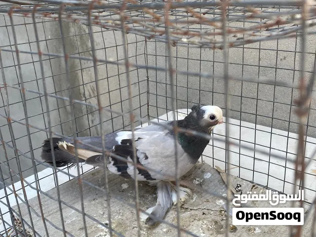 السلام عليكم