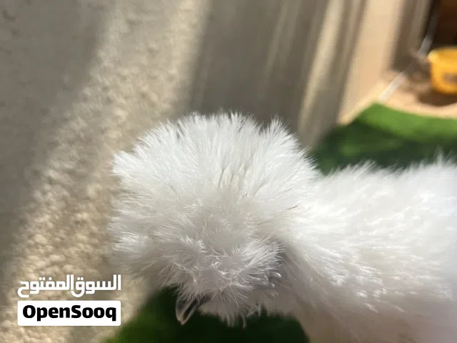 جبنيز الزاحف وسلكي