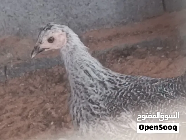 عتاتيق للبيع عدد 24