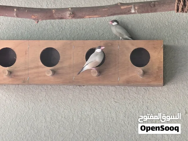 جاوا عدد 2 ذكور لون مميز و نادر  مع أنثي أبيض للبيع أو للبدل بما يناسب